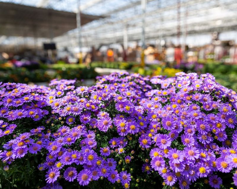 Watch For Wilting Signs