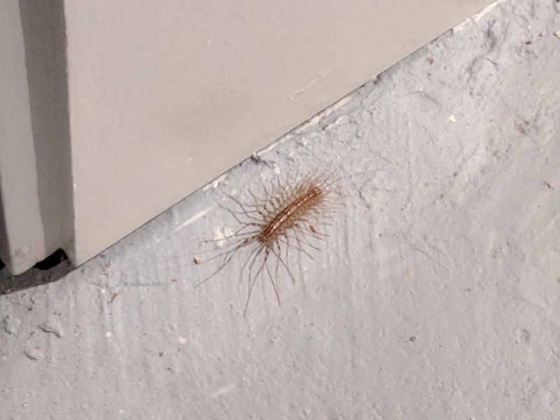 House Centipedes