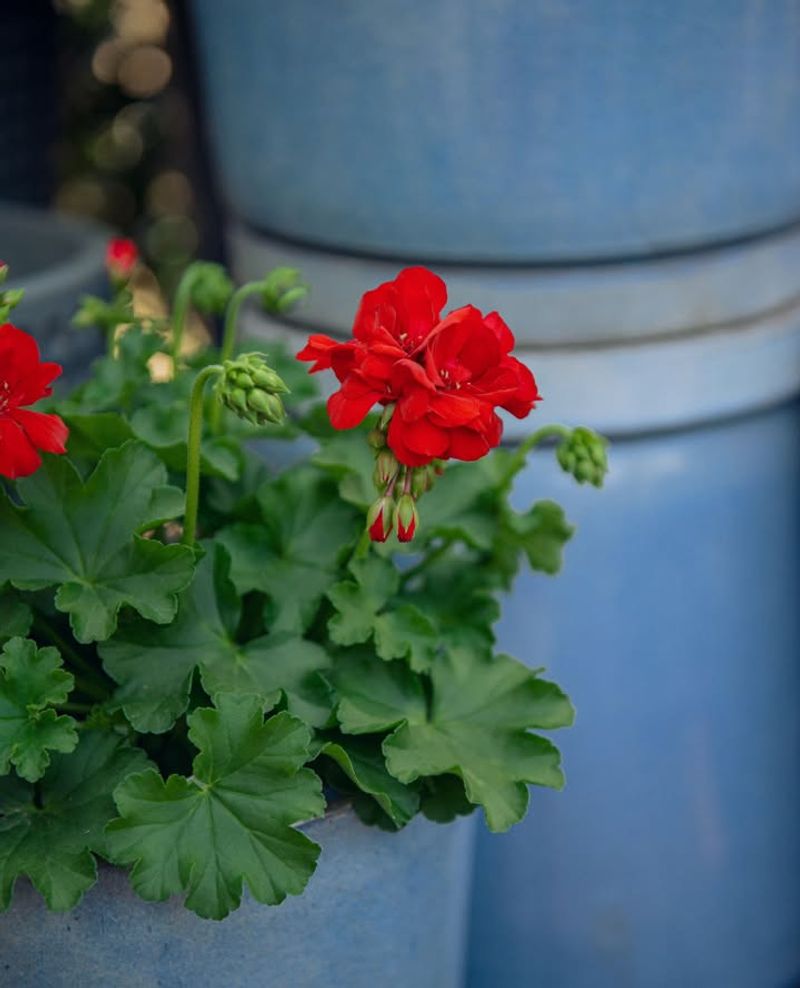 Minimal Watering Keeps Them Happy