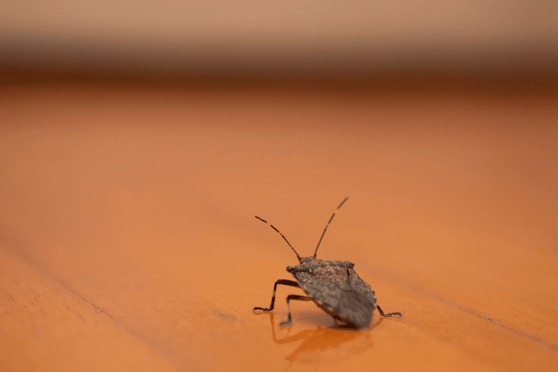 Stink Bugs Seek Indoor Shelter