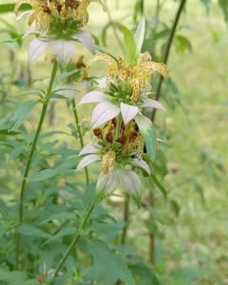 Tall Stems Provide Perfect Perching Spots Between Flights