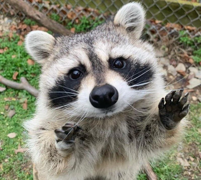 Professional Wildlife Control Is Your Best Option