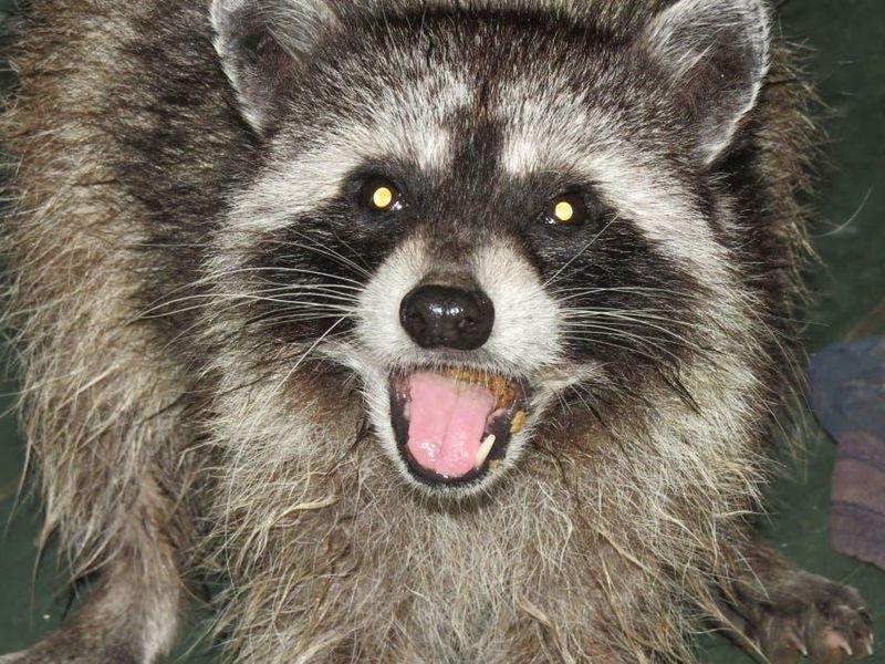 DIY Removal Often Makes Problems Worse