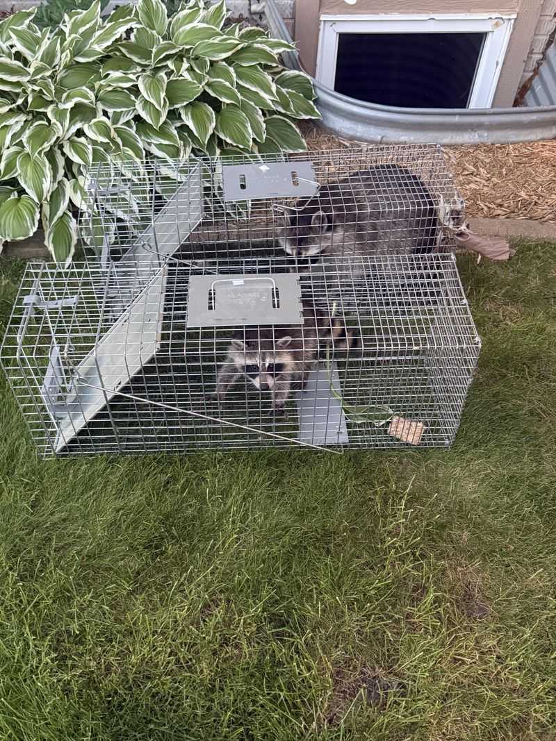 DIY Trapping Often Goes Wrong