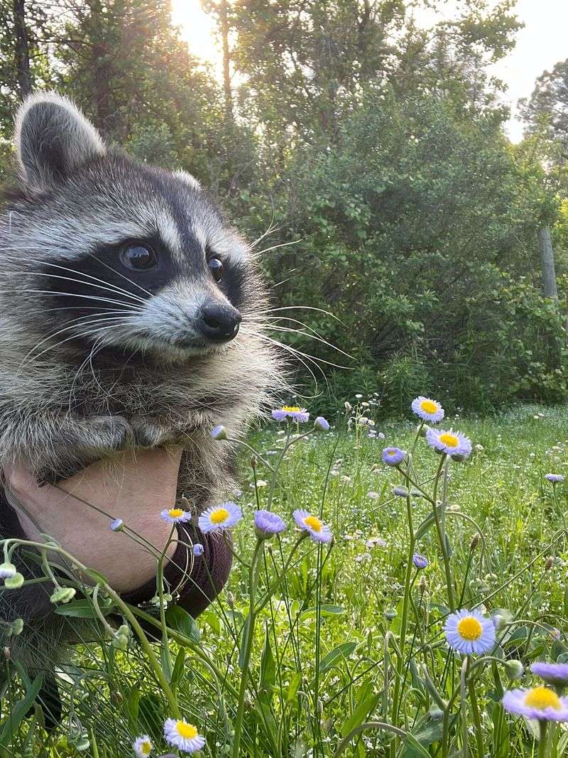 DIY Removal Methods Often Backfire