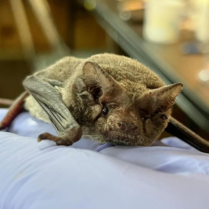 Mexican Free-Tailed Bat