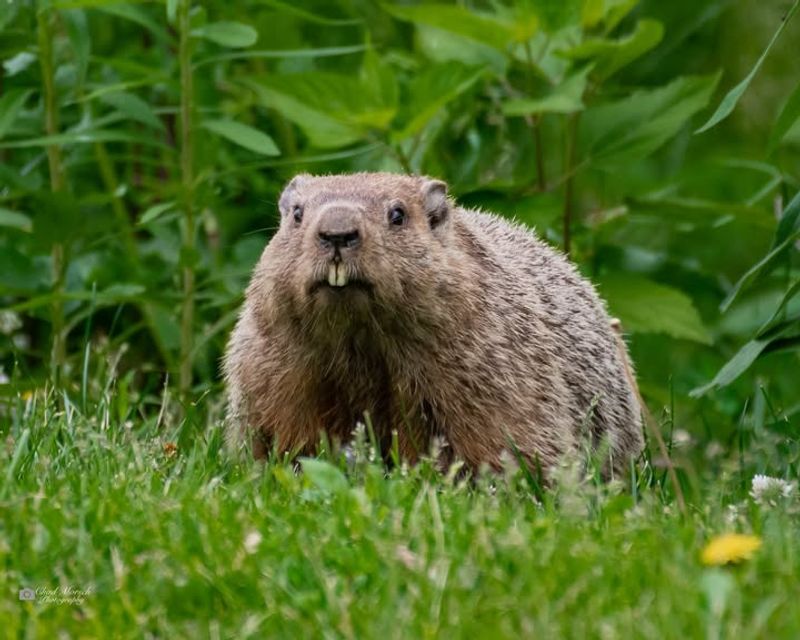 Groundhog