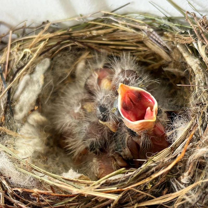 House Finch (Haemorhous mexicanus)