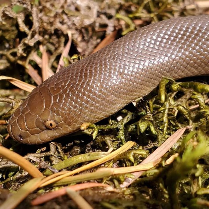 Rubber Boa