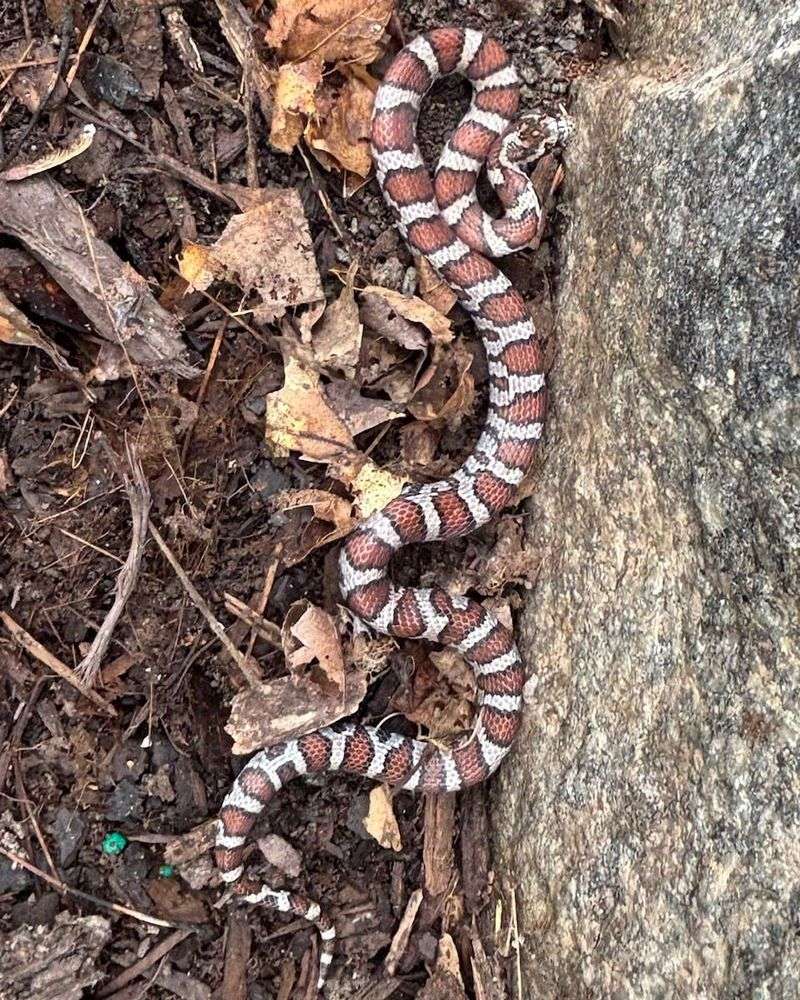 Eastern Milk Snakes