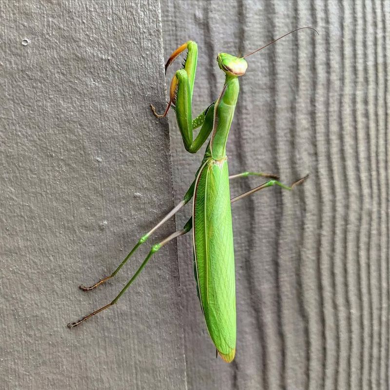 Praying Mantises