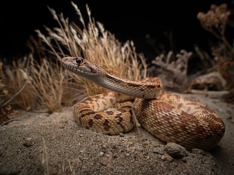 Gopher Snakes