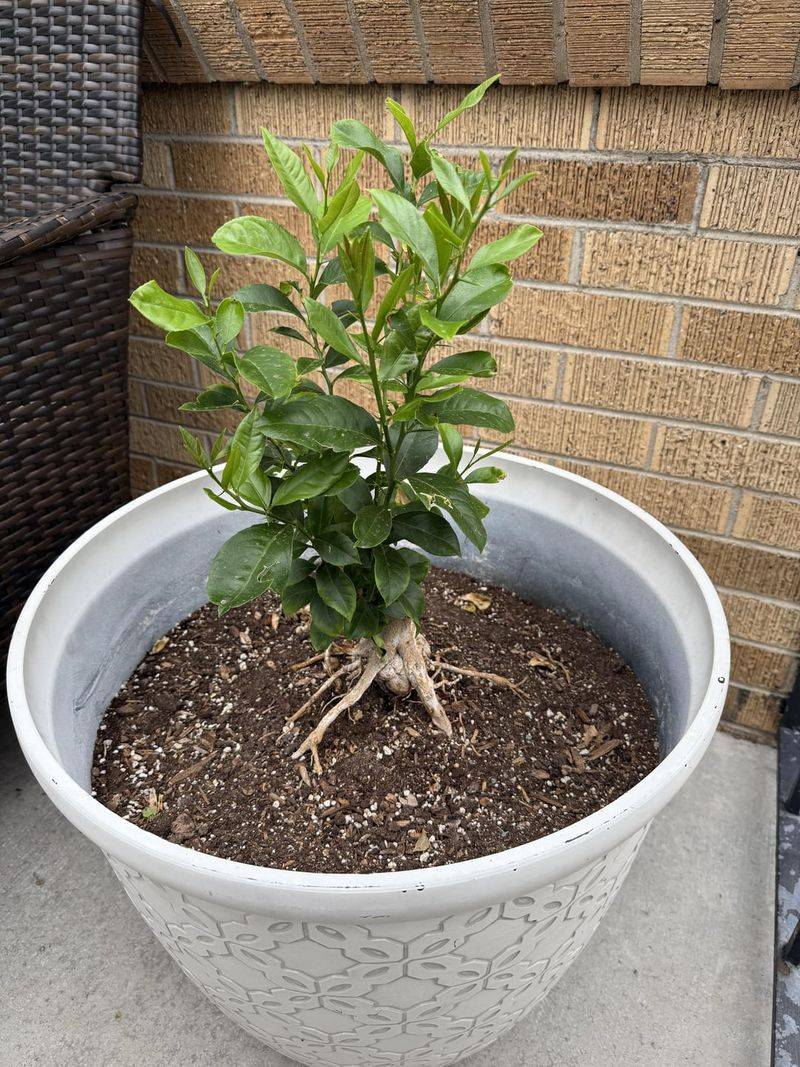 Apply Thick Mulch Layers Around the Tree Base