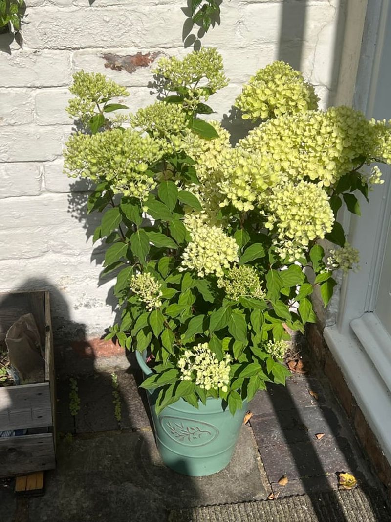 Add Fresh Mulch Around The Base