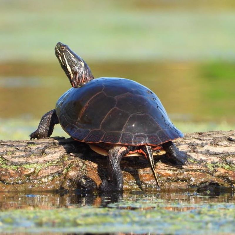 Never Relocate Turtles To New Habitats