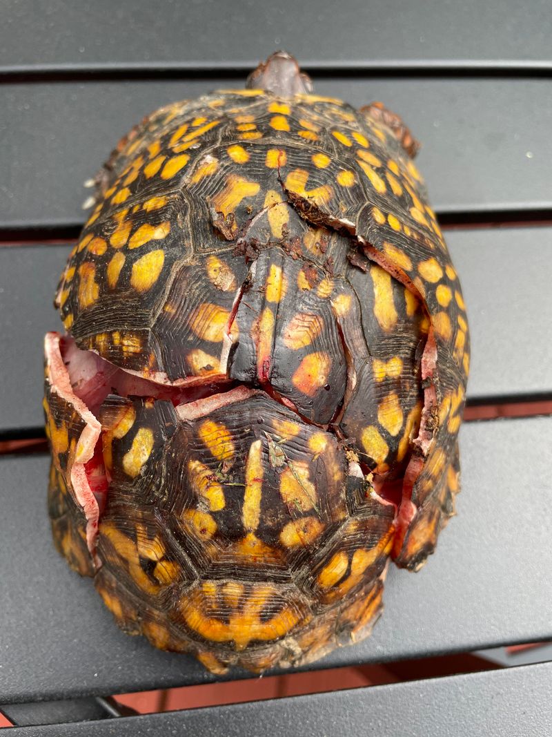 Provide Temporary Shelter If Needed