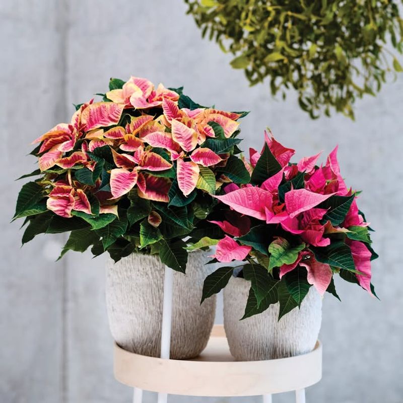 Fertilize Every Two Weeks During Growth Season