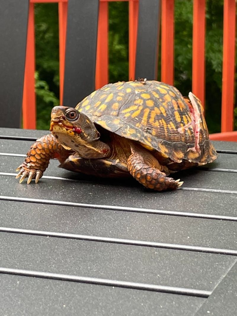 Provide Temporary Shelter If Needed