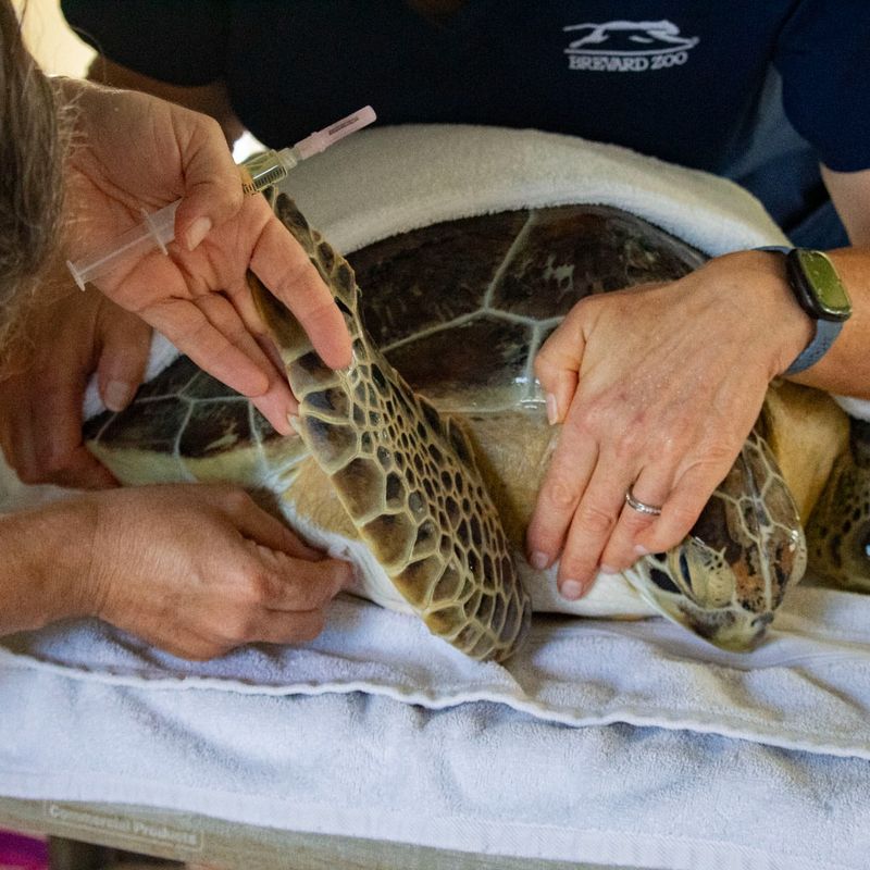 Contact Wildlife Experts For Injured Turtles