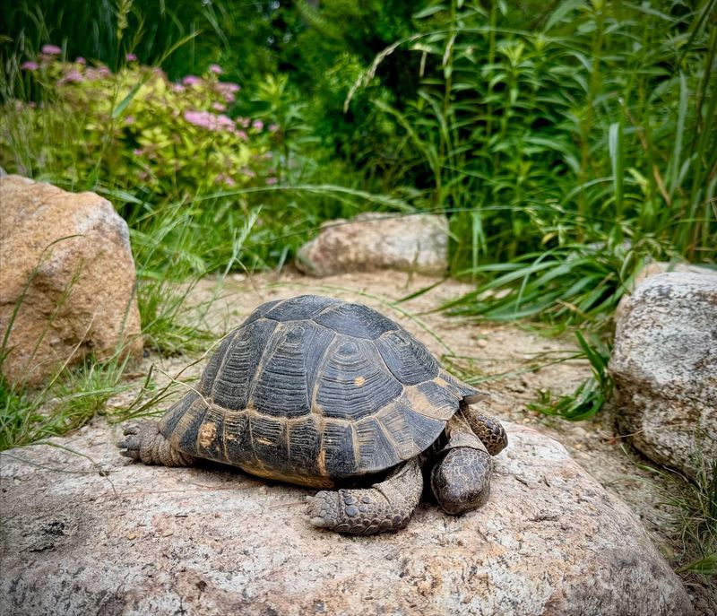 Check For Visible Injuries Or Damage