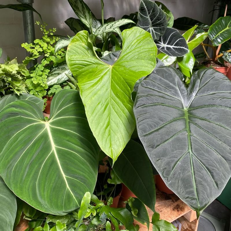 Group Plants Together For Humidity