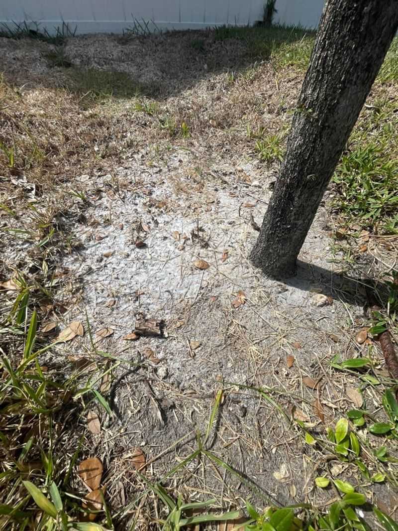 Keep Sidewalk Salt Away From Evergreens