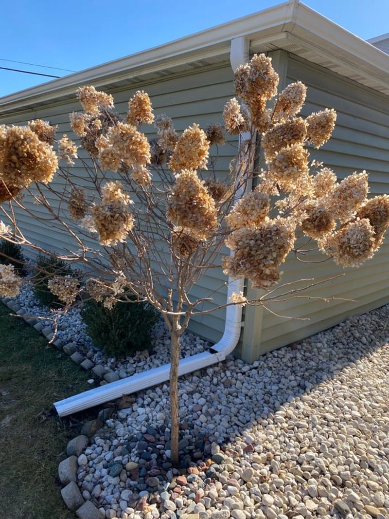 Avoid Pruning Before Cold Weather Arrives