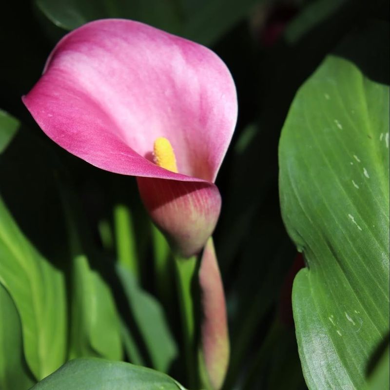 Reducing Watering as Dormancy Approaches