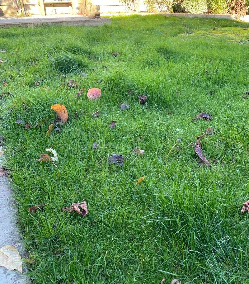 Avoid Mowing Frozen Grass Completely