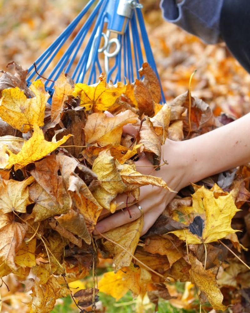 Ignoring Fallen Leaves On Grass