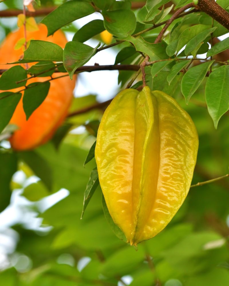 Carambola (Star Fruit)
