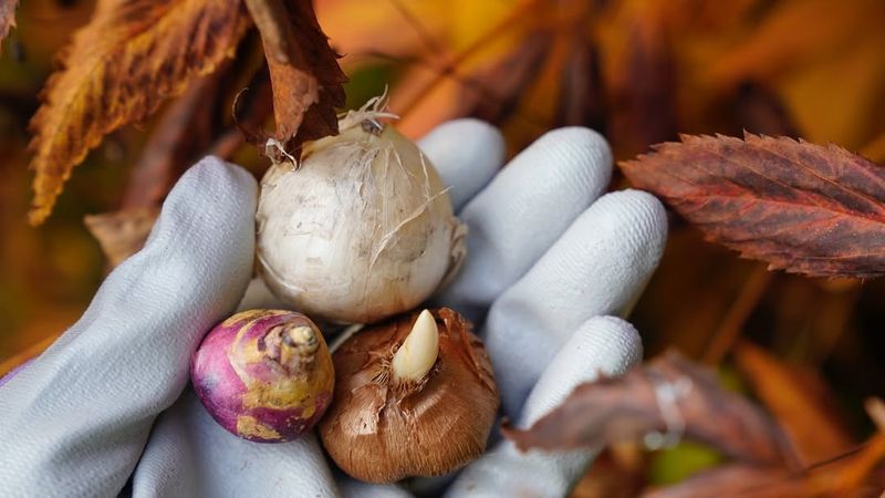 Plant Spring-Blooming Bulbs