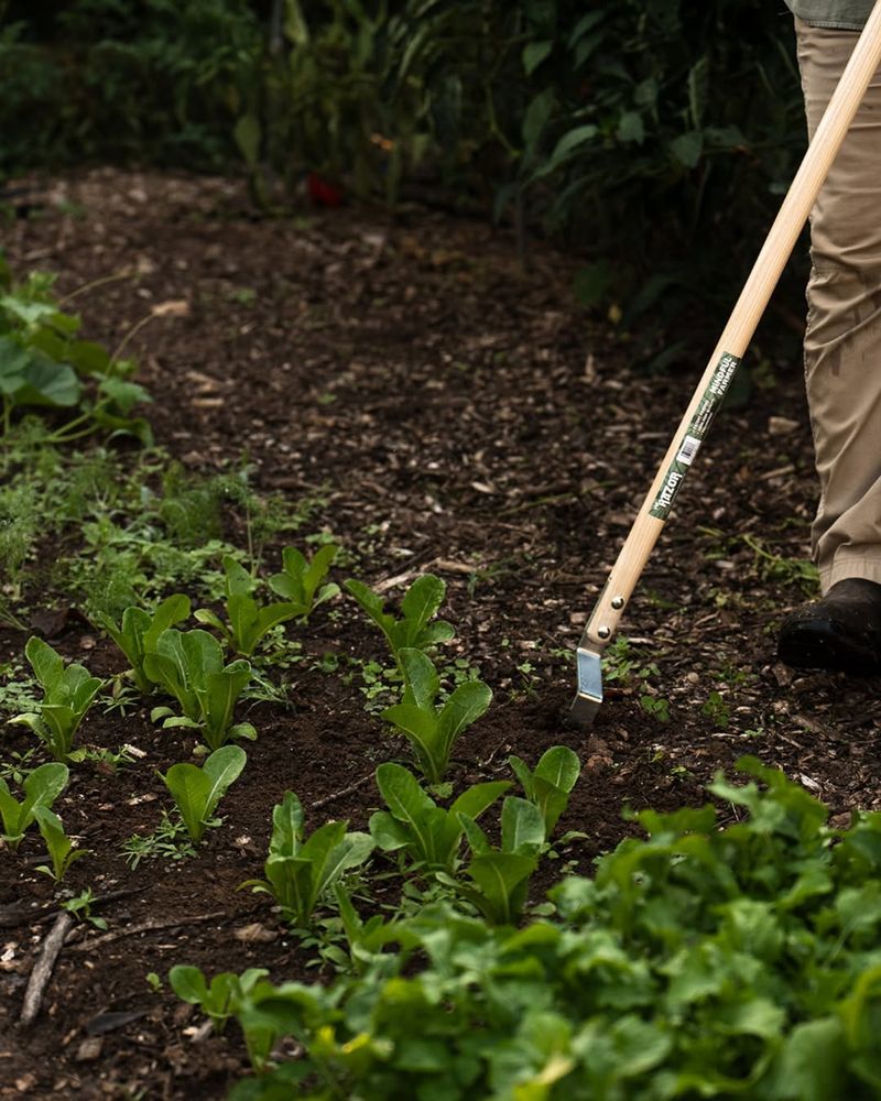 Control Weeds Before They Spread