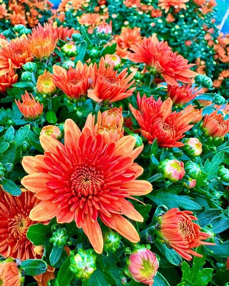 Choose Hardy Varieties for Ohio Climate