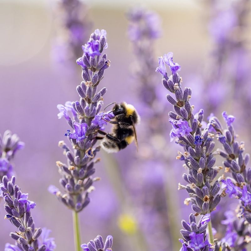 Pollinators Needed More Help Than Expected