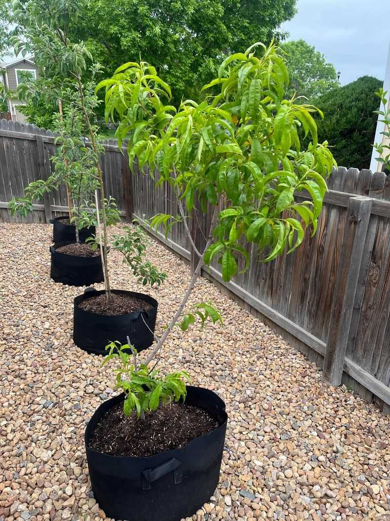 Prune Dormant Trees and Shrubs