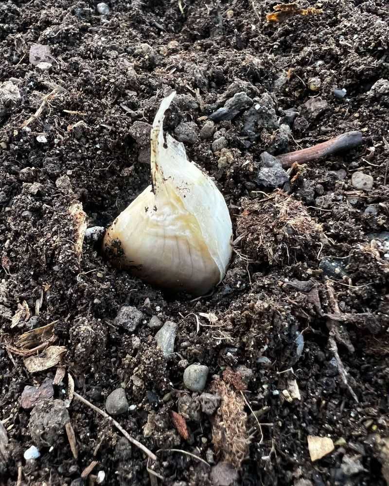 Water Consistently As Spring Growth Begins