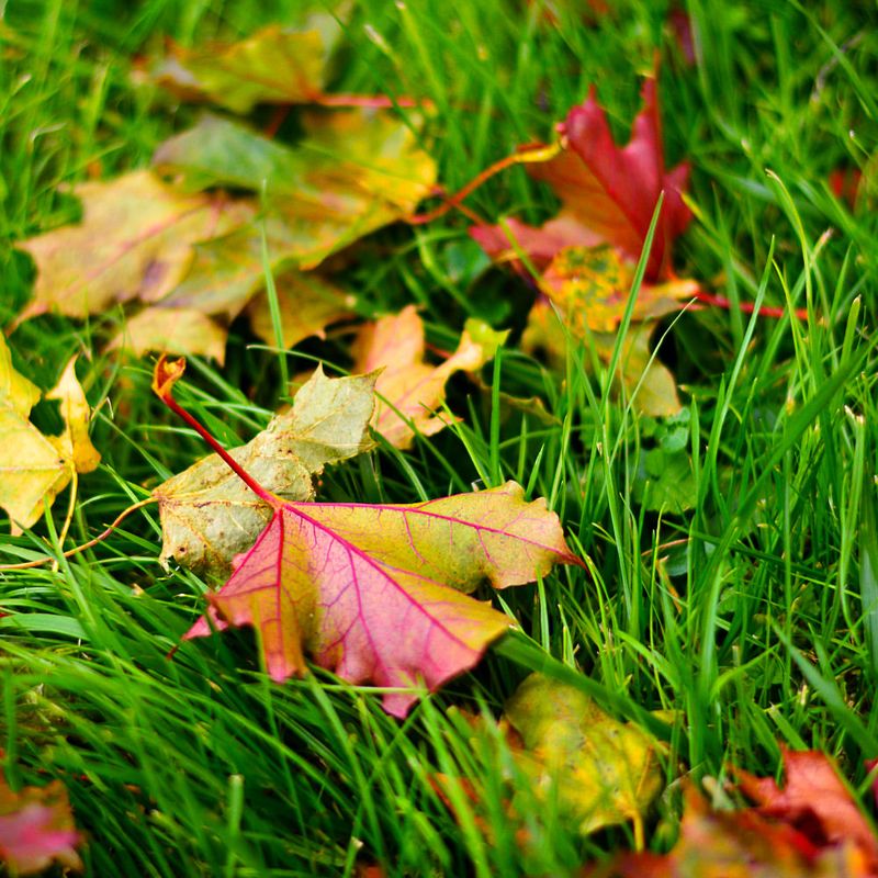 Rake Leaves Onto Garden Beds