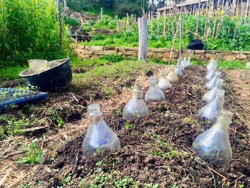 Plastic Jug Cloches For Individual Plants