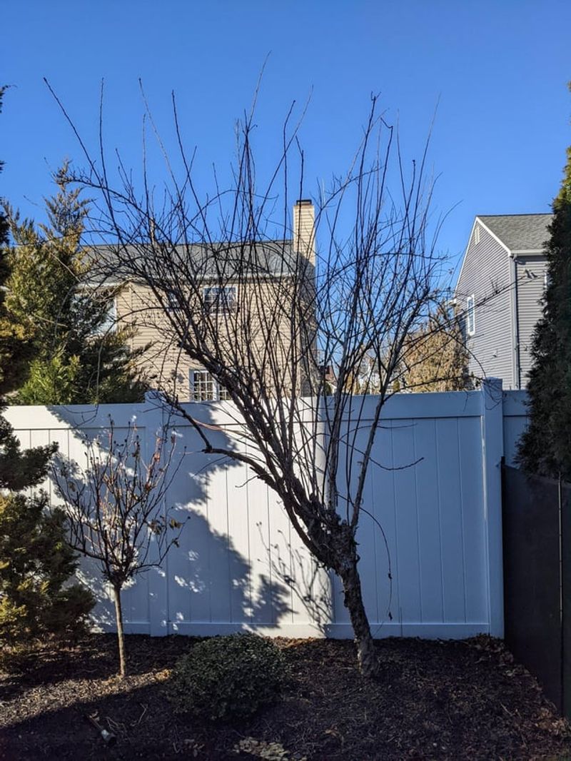 Prune Trees And Shrubs Too Early In Fall