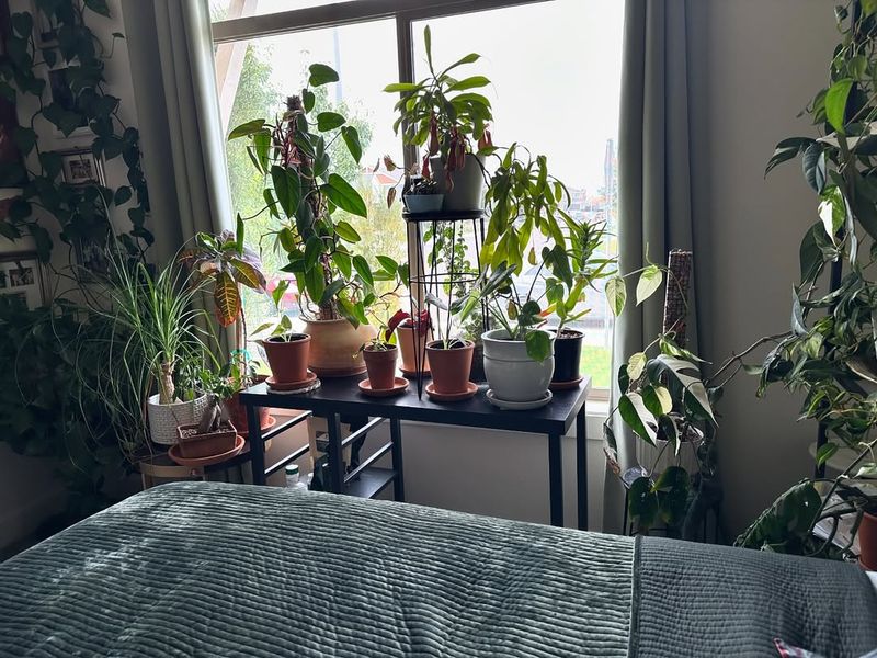 Moving Potted Plants Indoors