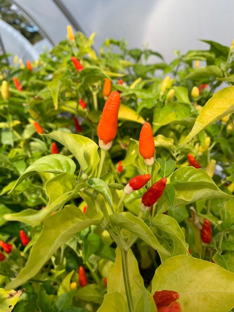 Choosing Cold-Tolerant Pepper Varieties
