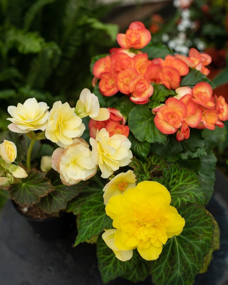 Removing Spent Blooms Encourages New Flowers