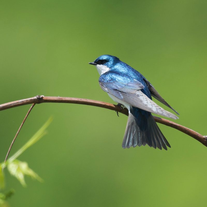 Tree Swallow