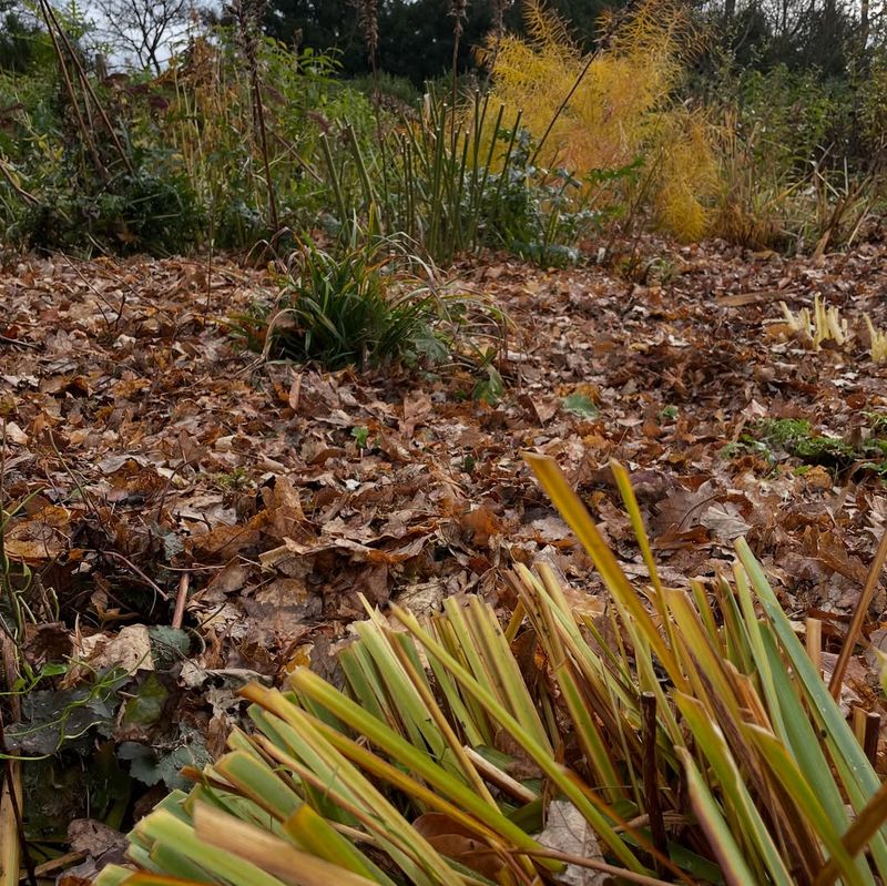 Oriental Bittersweet