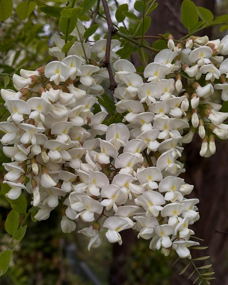 Black Locust