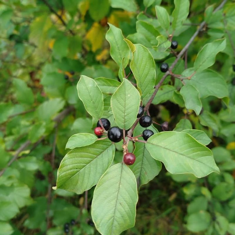 Glossy Buckthorn