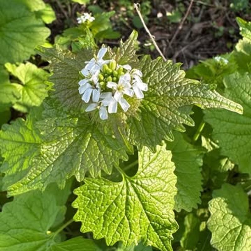 Garlic Mustard (Alliaria petiolata)