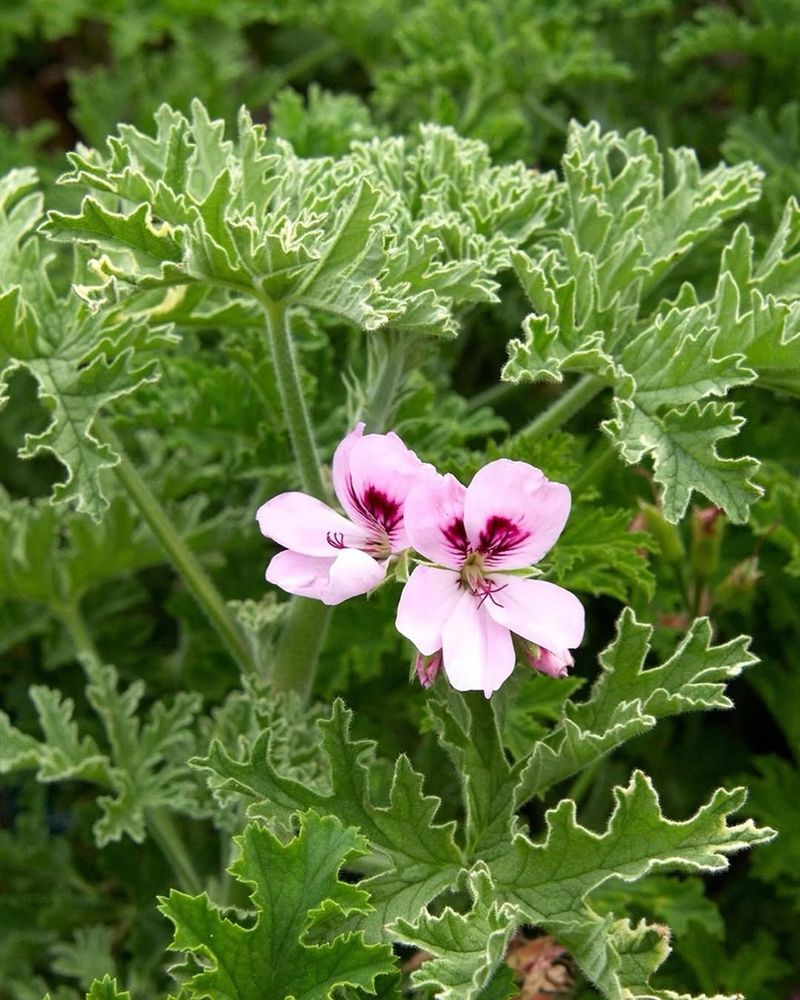 Easy Care For Beginner Plant Parents