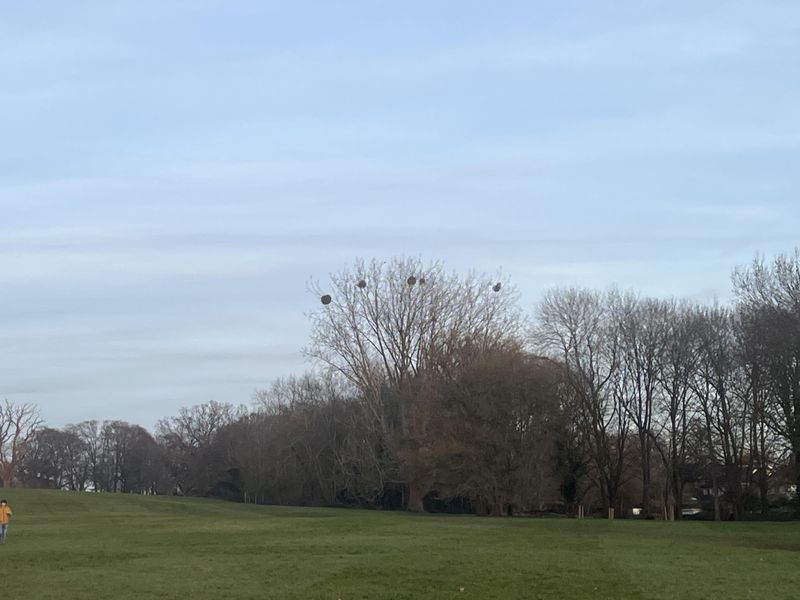 Location In The Tree Tells The Real Story